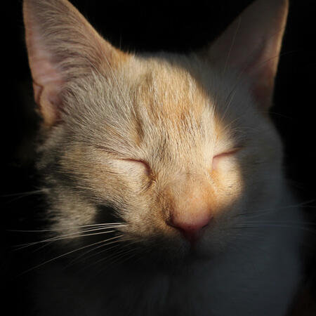 Simon